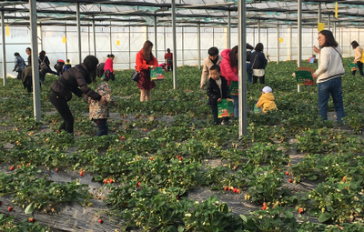 相約采摘草莓，盡享田園樂趣